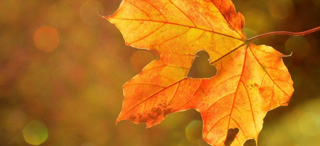 Heart autumn leaf