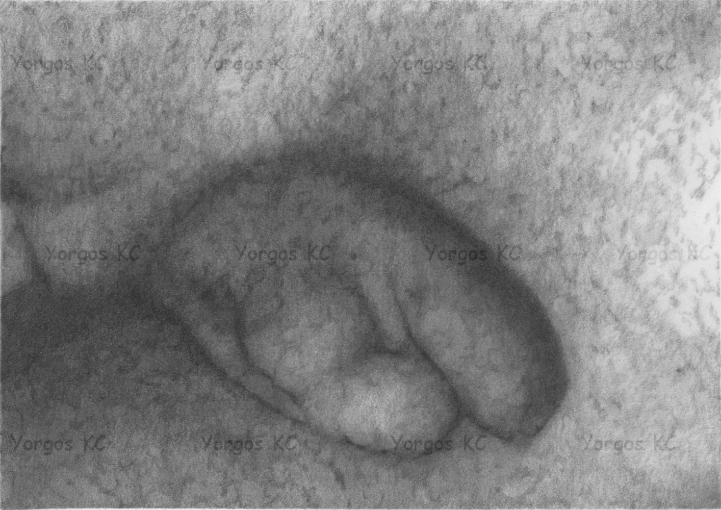 A close up pencil drawing of a flaccid dick.
