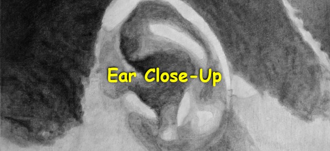 A pencil drawing of a guy's ear