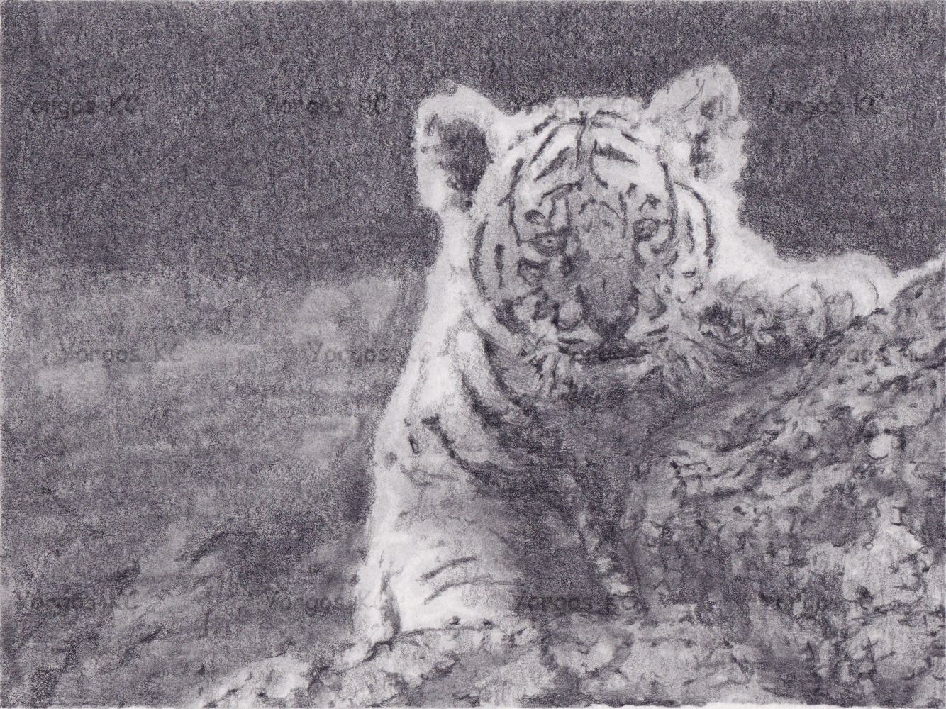 A pencil drawing of a tiger cub peeking at the camera from behind some rocks.